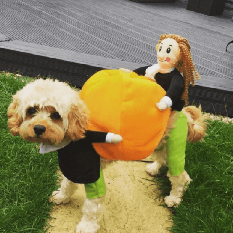 Gresskar Halloween-kostyme for hund. Komfortabelt fløyelsantrekk for hunder i alle størrelser.