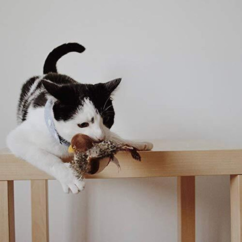 Kattungeleke: Liten kvitrende fugl som engasjerer kattunger.