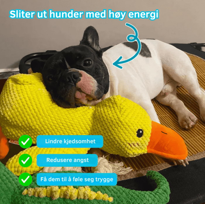 SnuggleQuack angstlindrende hundeleke, avgir beroligende lyder for en stressfri hverdag.