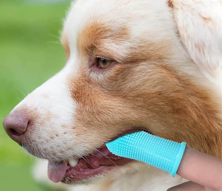 Gi kjæledyret ditt frisk pust med denne ergonomiske silikon fingertannbørsten. God tannpleie for hund og katt.