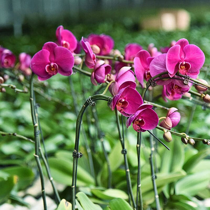 Spesialdesignede orkideklips for forsiktig støtte av orkideer. Holder sarte planter og blomster trygt på plass.