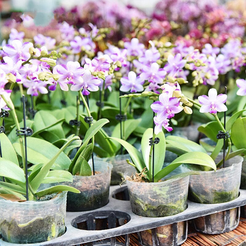 Robust planteklips som gir optimal plantestøtte til klatreplanter og busker. Perfekt for hage og grønnsakshage.