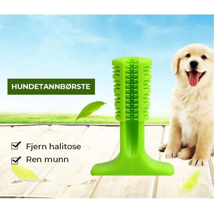 Liten hundetannbørste for valp og små hunder, sikrer god munnhygiene og tannpleie.