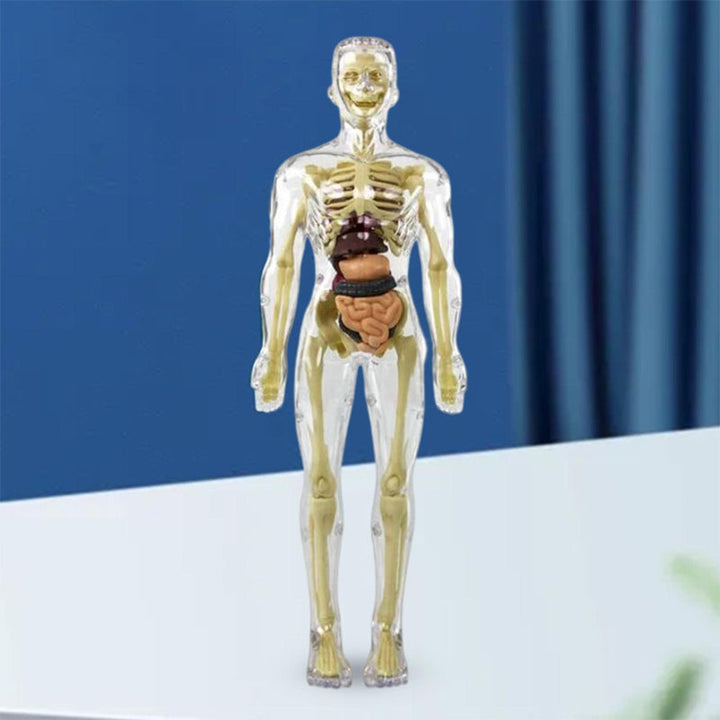 3D anatomisk skjelettmodell for barn, pedagogisk læringsleke for biologi og vitenskap.