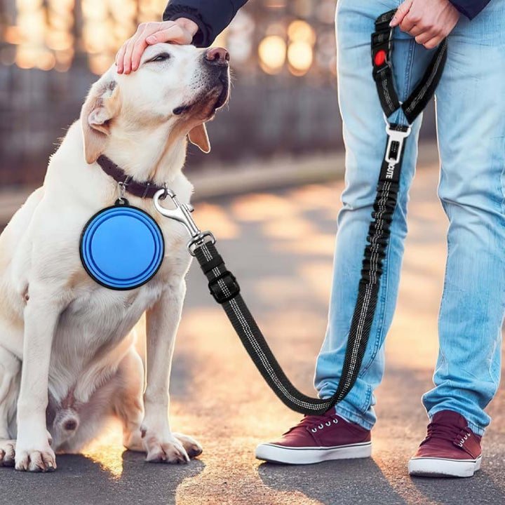 Kjæledyr sikkerhetssele. Essensielt reiseutstyr for trygge bilturer med hund og katt.