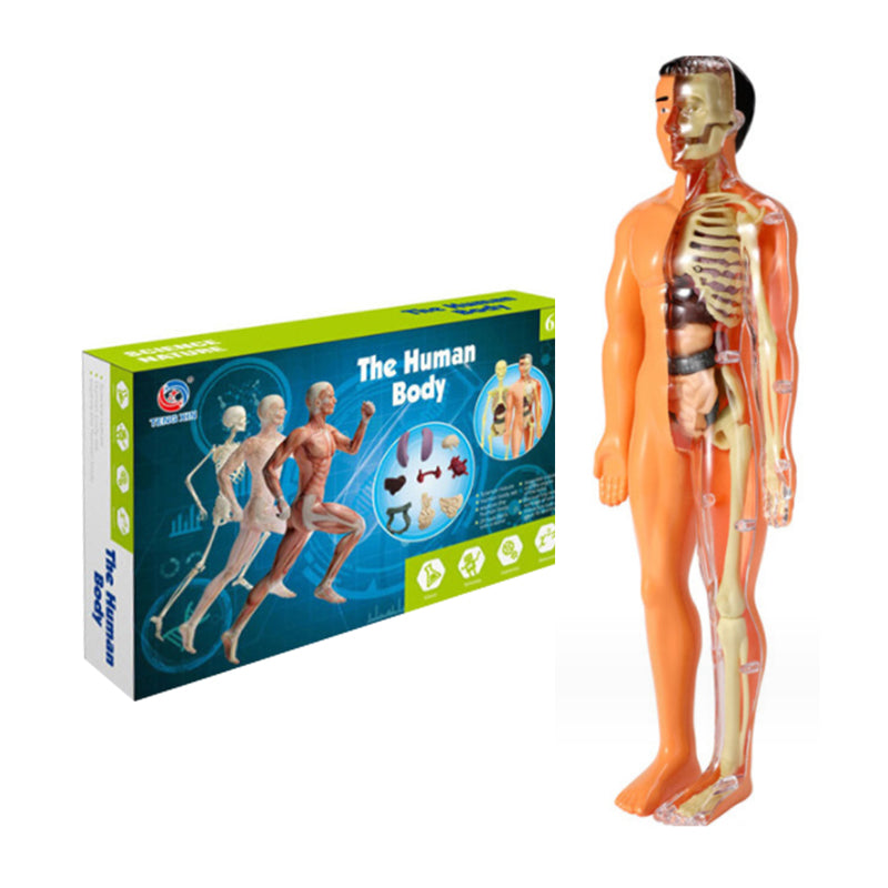 Engasjerende anatomisk skjelettmodell som lærer barn om skjelettet på en morsom måte.