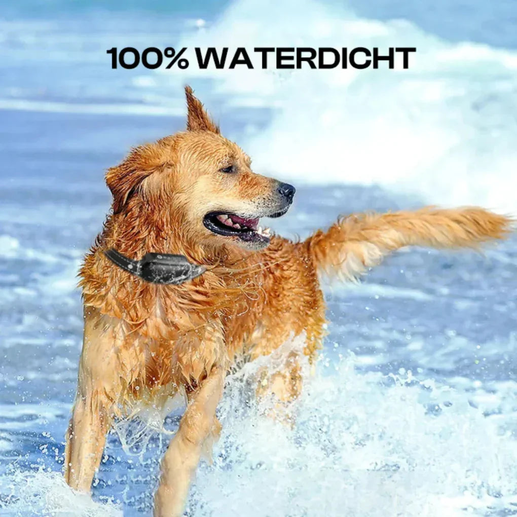 Treningshalsbånd for hund med fjernkontroll. Ideelt for lydighetstrening av kjæledyr, vanntett og slitesterkt.