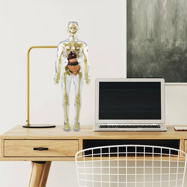 Anatomisk skjelettmodell i 3D for barn, engasjerende læringsleke og skoleutstyr.