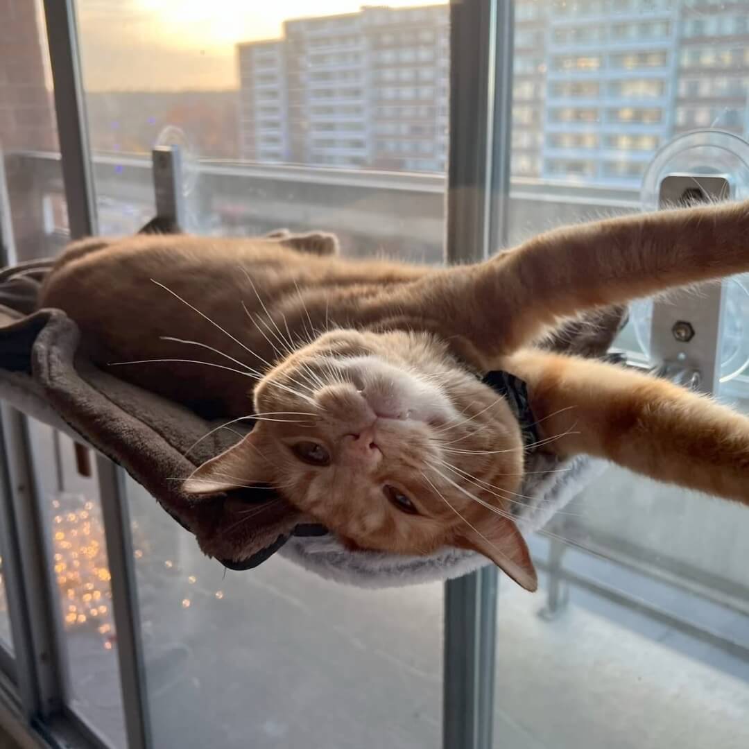 Nærbilde av en katt som koser seg i en foldbar kattehengekøye på vinduet. Ideelt dyreutstyr.