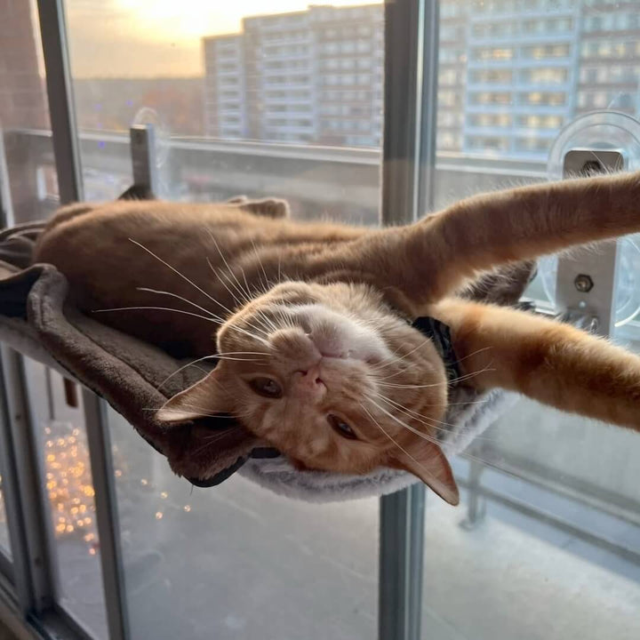 Nærbilde av en katt som koser seg i en foldbar kattehengekøye på vinduet. Ideelt dyreutstyr.