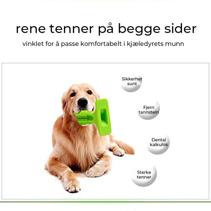 Hund som tygger på innovativ hundetannbørste for å rengjøre tenner og forbedre pusten.