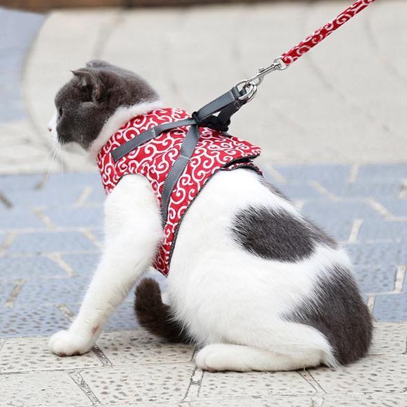 Katt nyter naturen i komfortabel, sikker kattesele og båndsett. Perfekt for trygg utforsking ute.