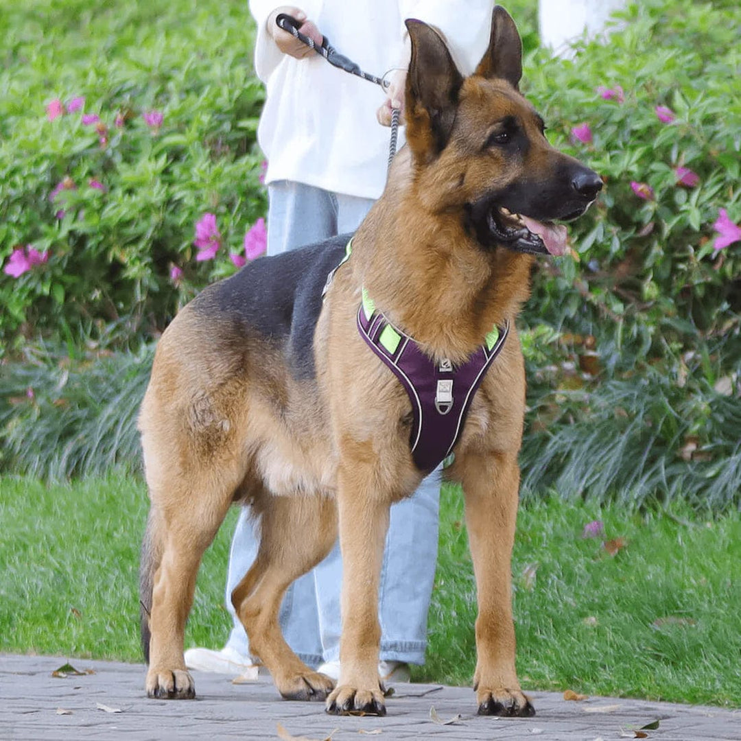 Justerbar hundesele med perfekt passform for maksimal komfort og kontroll under trening og tur.