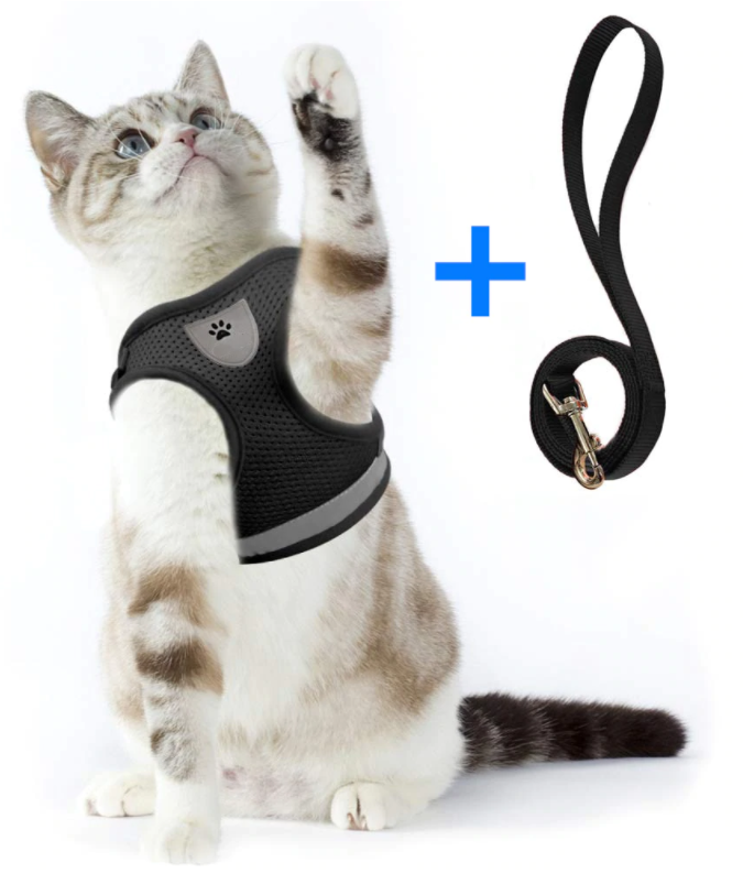 Glad katt i sikker, komfortabel kattesele og bånd på tur i naturen. Trygge utendørseventyr.