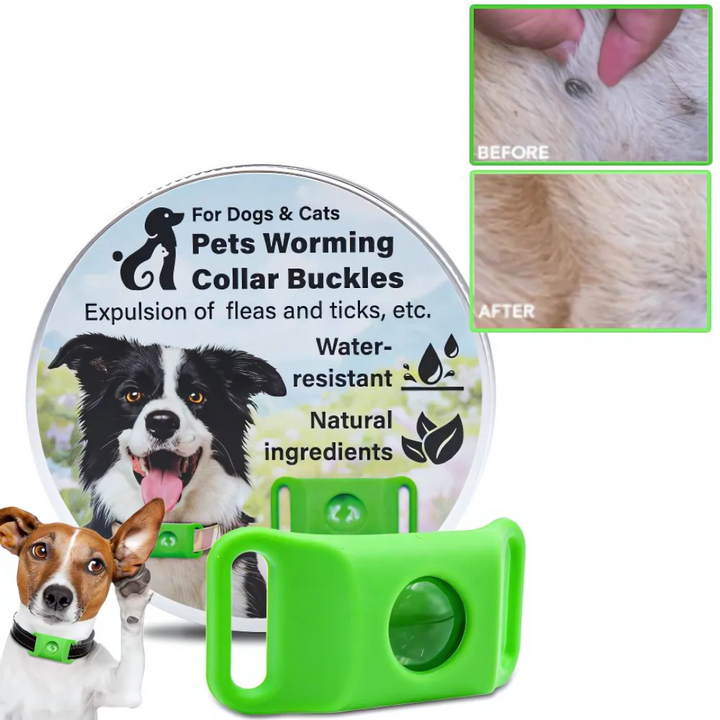 Søt hund med vannavstøtende flåttanheng. Naturlig og giftfri parasittbeskyttelse for aktive kjæledyr.