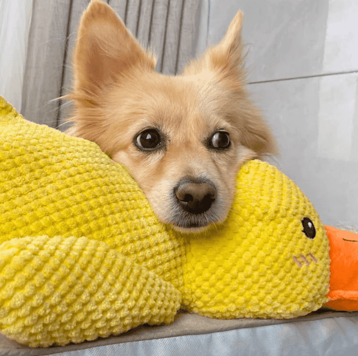 Valp finner trygghet med SnuggleQuack. Denne beroligende hundeleken er ideell for unge hunder.