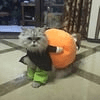 Komfortabelt Halloween-gresskar kostyme for hund. Behagelig, oransje fløyelsantrekk for kjæledyr.
