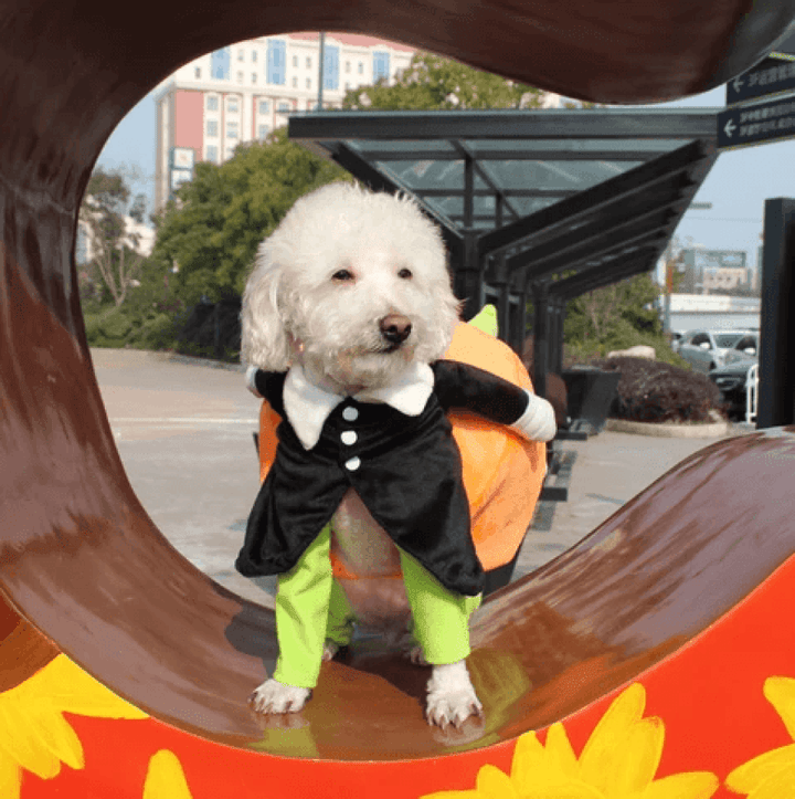 Fløyels gresskar-kostyme til hund. Søtt og behagelig Halloween-antrekk for festlige anledninger.