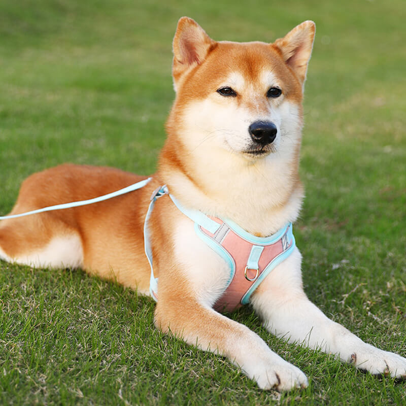 Trygg valpesele for småhunder med refleks, en lett og komfortabel hundevest for daglig bruk.