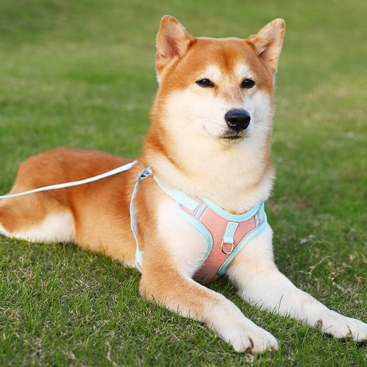 Trygg valpesele for småhunder med refleks, en lett og komfortabel hundevest for daglig bruk.