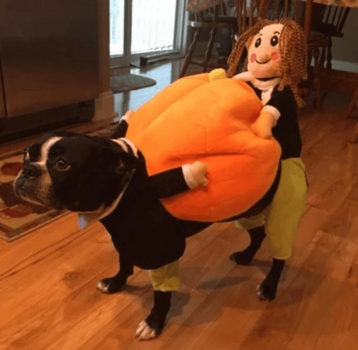 Hund i gresskar-kostyme. Festklart Halloween-antrekk for hund med gresskarhette i myk fløyel.