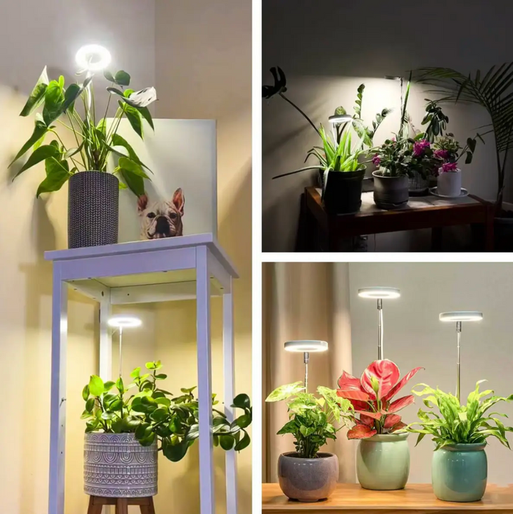 Kraftig LED vekstlys; optimal for dyrking av innendørs planter og urter. Justerbar høyde.