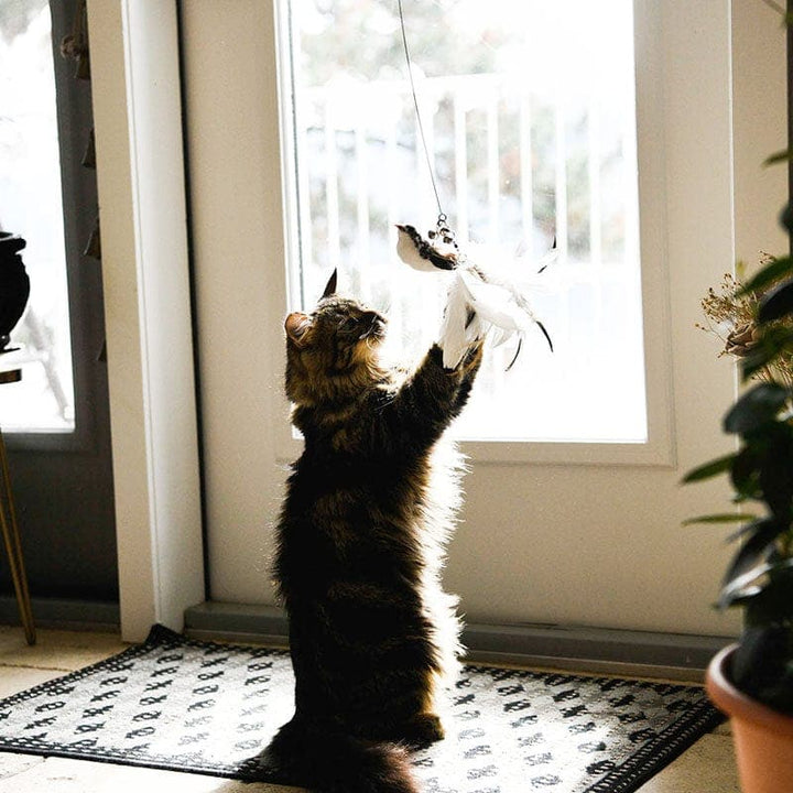 Katt som leker med interaktiv fugleleke. Stimulerer jaktinstinkt, gir innekatter masse moro og aktivitet.