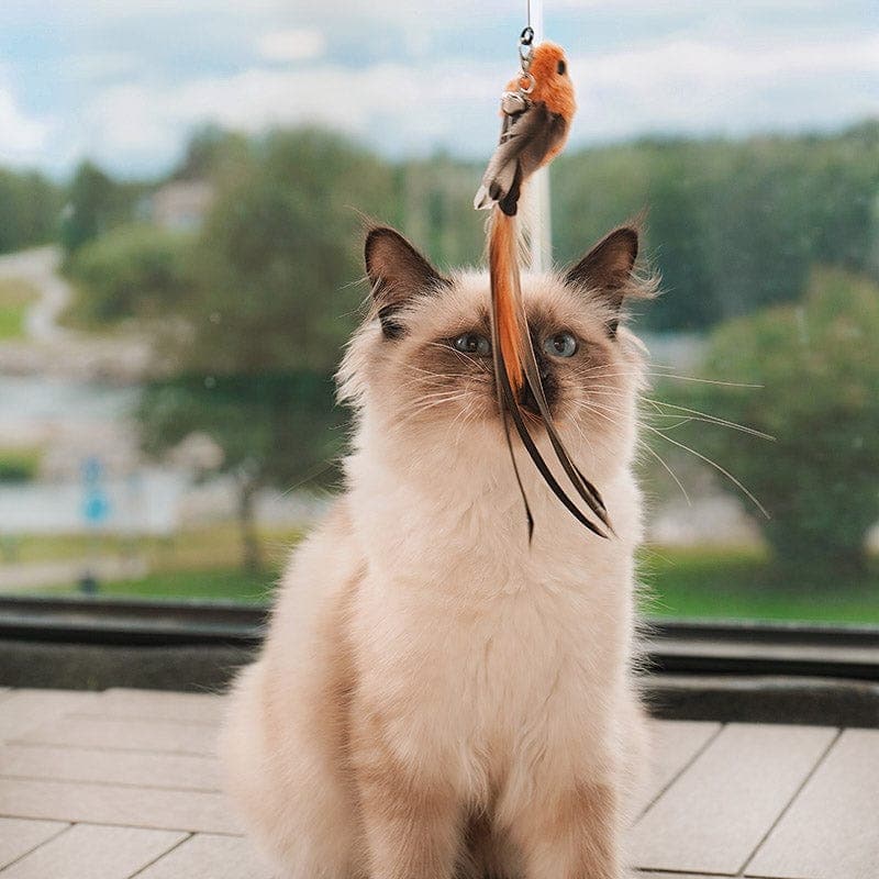 Fugleleke for katt med sugekopp. En jaktleke som stimulerer mental og fysisk aktivitet for kjæledyret ditt.