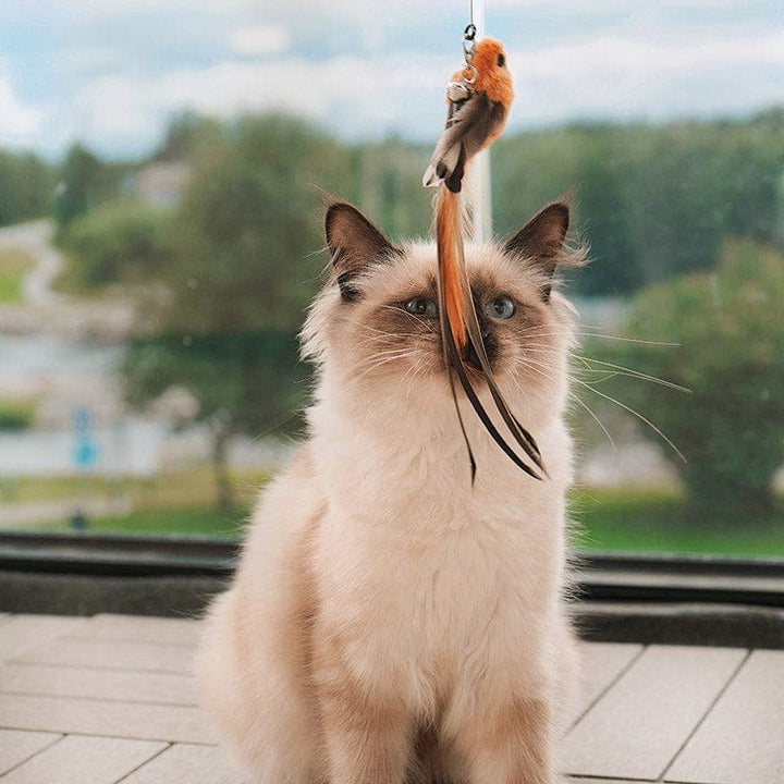 Fugleleke for katt med sugekopp. En jaktleke som stimulerer mental og fysisk aktivitet for kjæledyret ditt.