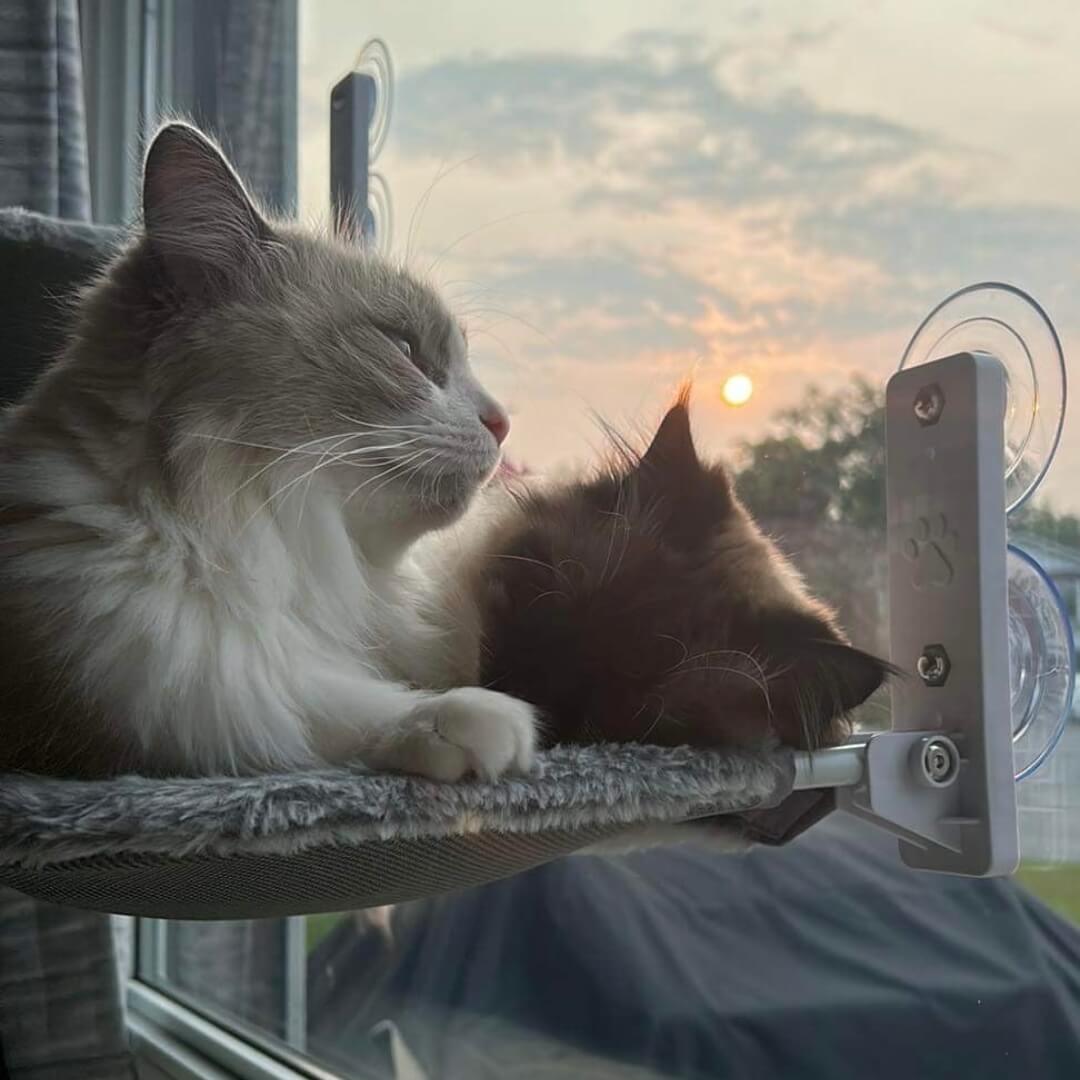 Praktisk, sammenleggbar kattehengekøye. Enkel å montere på vinduet, gir katten en egen trygg plass.